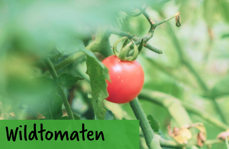 Wildtomaten