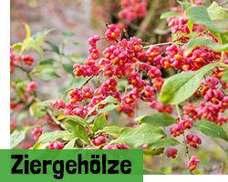 Ziergehölze
