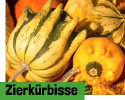 Zierkürbisse
