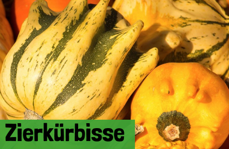 Zierkürbisse