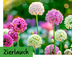 Zierlauch