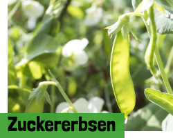 Zuckererbsen - Zuckerschoten