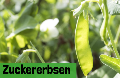 Zuckererbsen - Zuckerschoten