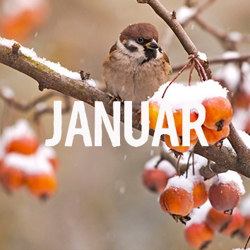 Aussaatkalender für Januar 2023