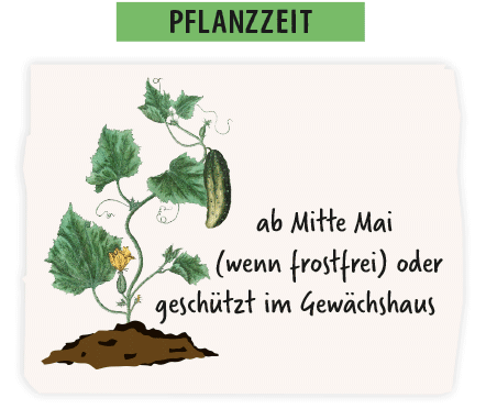 pflanzen von Gurken Infografik