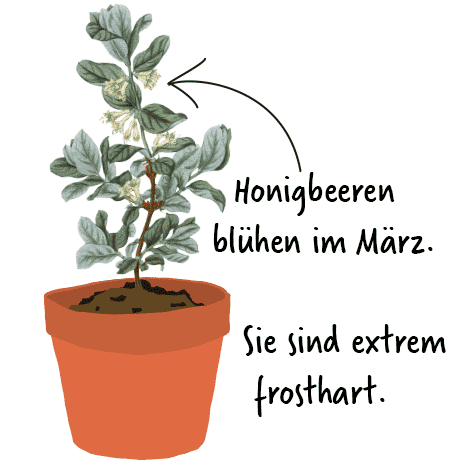 Johannisbeeren pflanzen