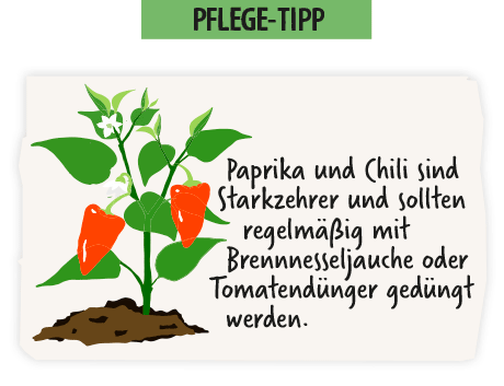 Paprika anbauen