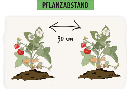 Erdbeeren Pflanzung