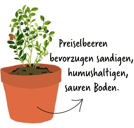 Preiselbeeren pflanzen