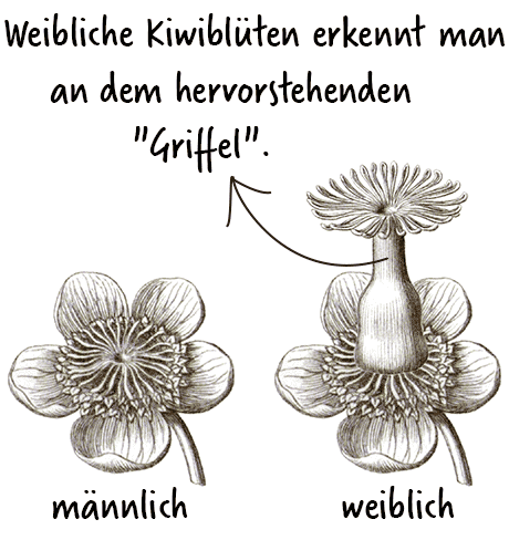 Kiwi wann pflanzen