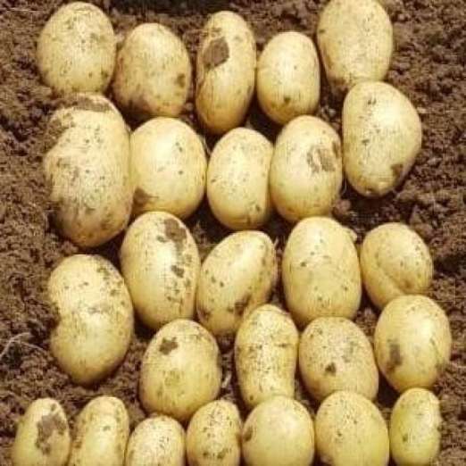 Cammeo<br>Pflanzkartoffeln, bio