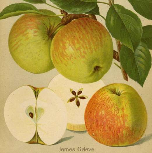 Spindel Apfelbaum <br> 'James Grieve'