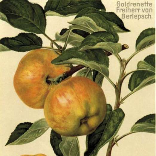 Spindel  Apfelbaum <br> Freiherr von Berlepsch