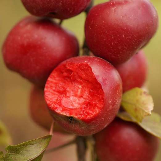Rotfleischiger Apfel<br> 'Red Meryll'