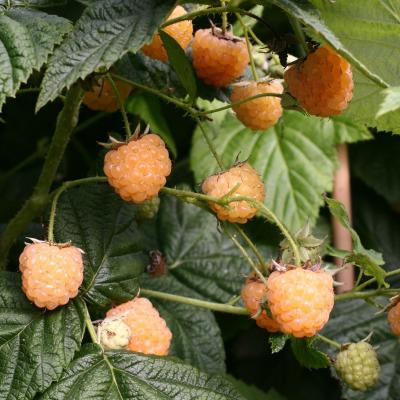 Himbeere<br>Golden Everest