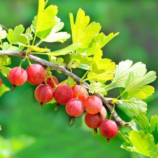 Rote Stachelbeere<br>Larell