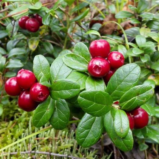 Preiselbeere<br>Red Pearl