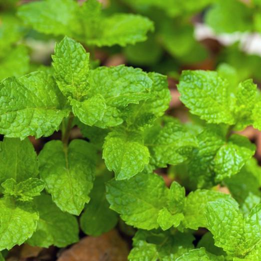 Spearmint<br>Grüne Minze<br>Pflanze