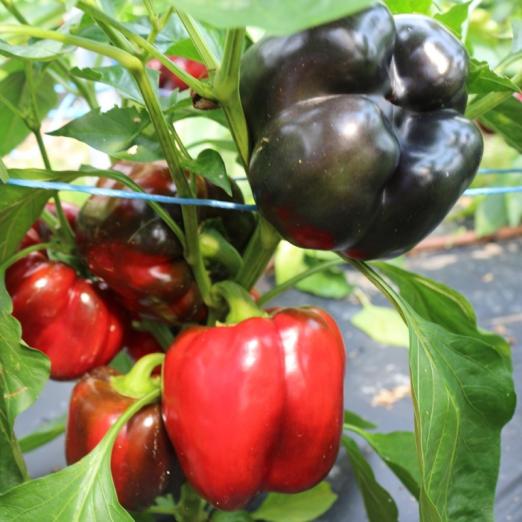 Paprika<br>Violetta<br>Pflanze