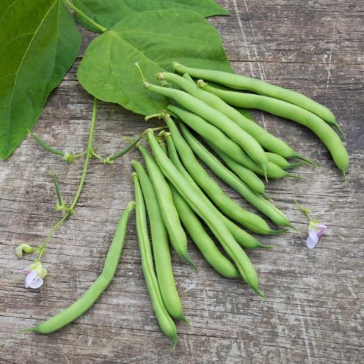 Buschbohne<br>Saxa<br>Pflanze