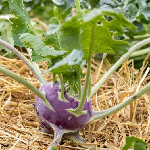 Kohlrabi<br>Dyna<br>Pflanze