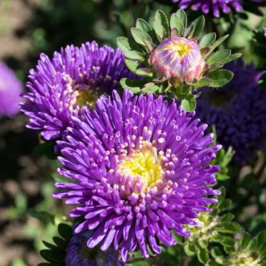 Zuckertütenaster<br>dunkelblau