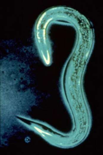 Gutscheinkarte<br>HM-Nematoden Heterorhabditis bacteriophora