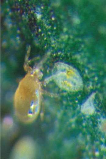Gutscheinkarte<br>AC-Raubmilben<br>Amblyseius cucumeris