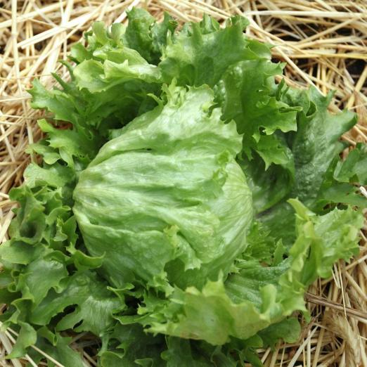 Eissalat<br>Salvio<br>Pflanze