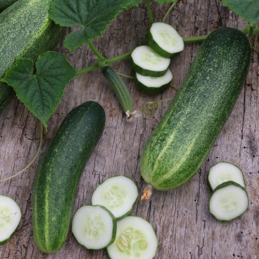 Freilandgurke<br>Gundel<br>Pflanze