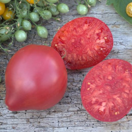 Fleischtomate<br>Ochsenherz<br>Pflanze