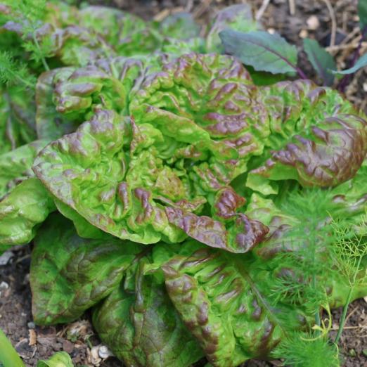 Bataviasalat<br>Marinski<br>Pflanze