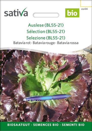 Bataviasalat<br>'Colombina' (BL55-21)