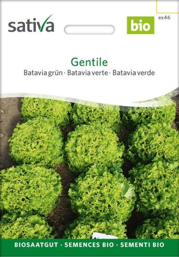 Bataviasalat<br>Gentile