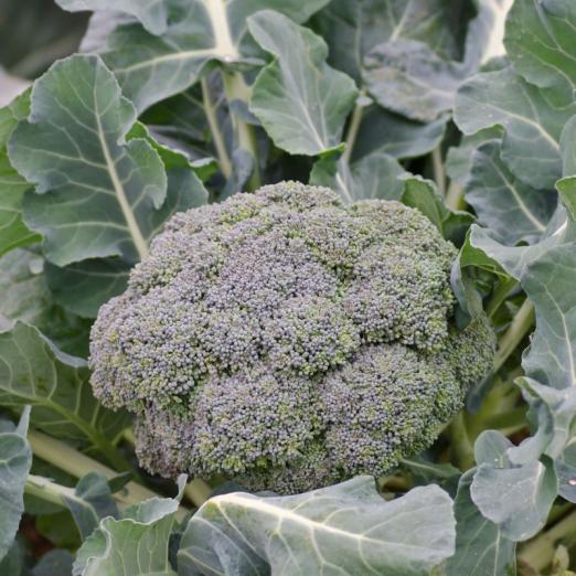 Broccoli<br>Calinaro<br>Pflanze