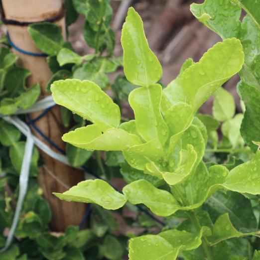 Kaffir-Limette<br>Pflanze