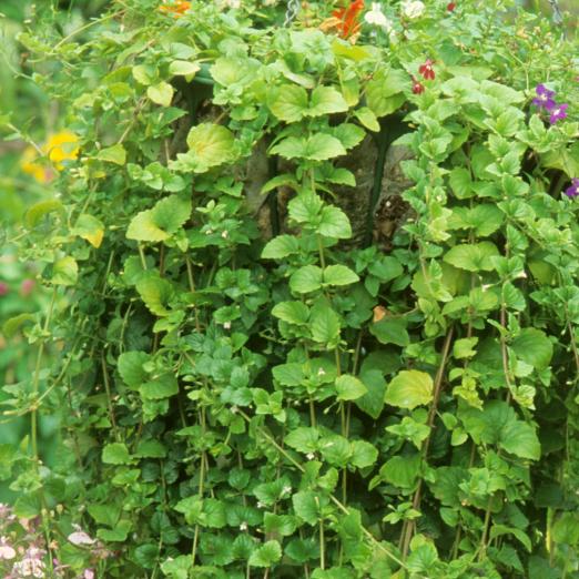 Hängeminze Indian Mint<br>Pflanze