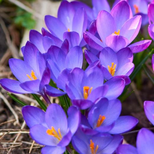 Großblütiger Krokus<br>Aqua