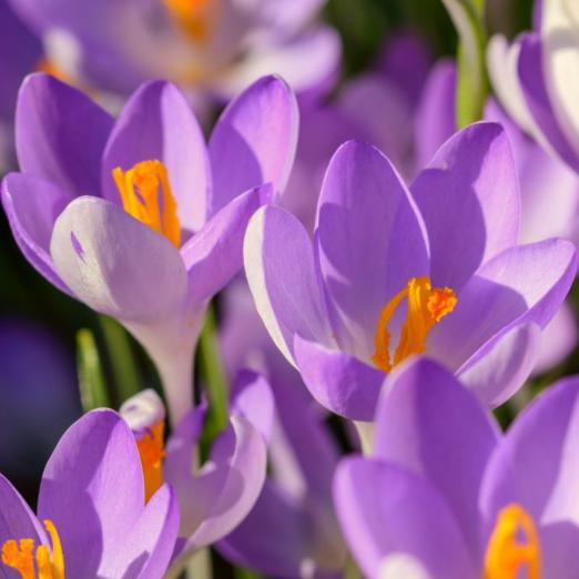 Elfenkrokus<br>Violet River