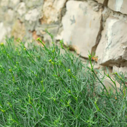 Meerfenchel<br>Pflanze