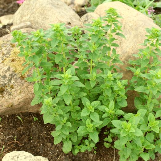 Mexikanischer Oregano<br>Pflanze