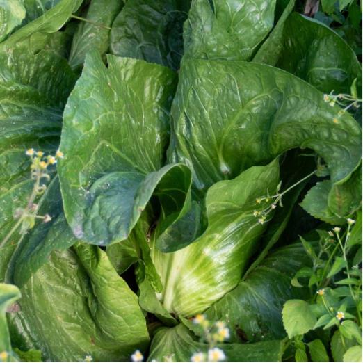 Zichoriensalat<br>Nettuno<br>Pflanze