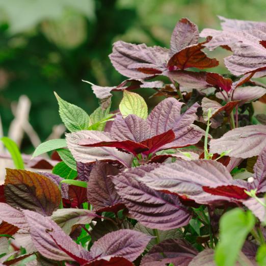Shiso rot<br>Pflanze