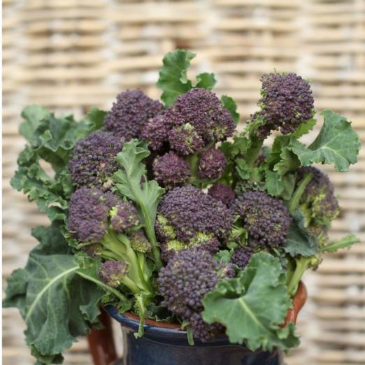 Sprossenbroccoli<br>Santee F1<br>Pflanze
