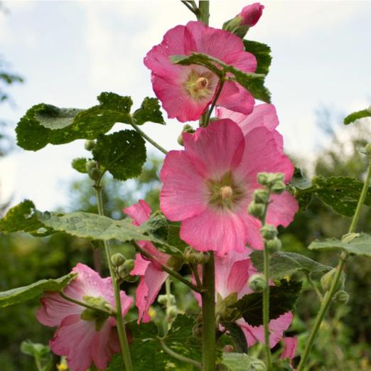 Stockrose<br>Radiant Rose<br>Pflanze
