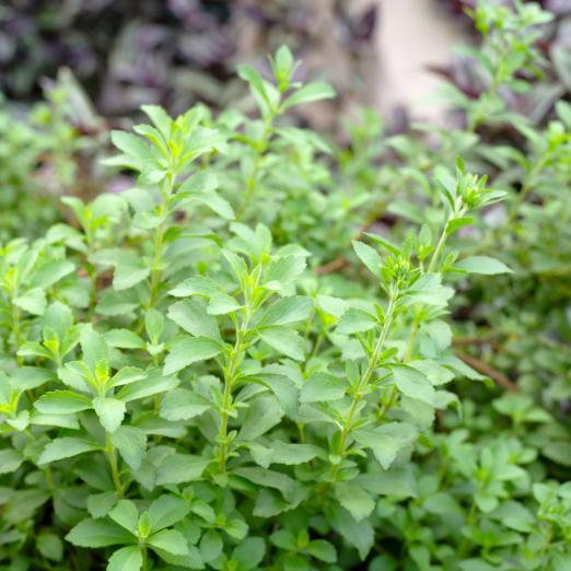 Stevia<br>Pflanze