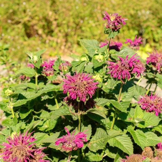 Tee-Monarde<br>Pflanze