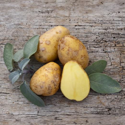 Twinner<br>Pflanzkartoffeln, bio