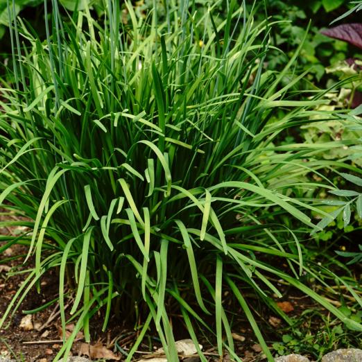 Gartenknoblauch<br>Pflanze