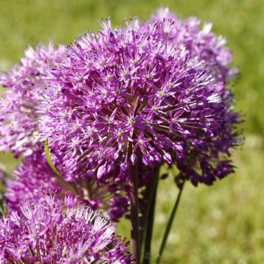 Zierlauch<br>Purple Sensation